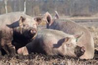  Landwirtschaft - Schweinzucht, Tierhaltung 