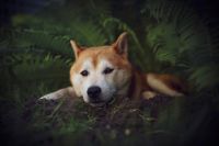 Zugang zu Schattenplätzen ist für Hunde bei steigenden Temperaturen lebenswichtig