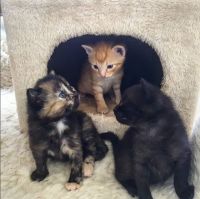 Katzenbabys